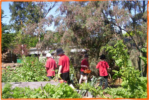 The school's veggie garden